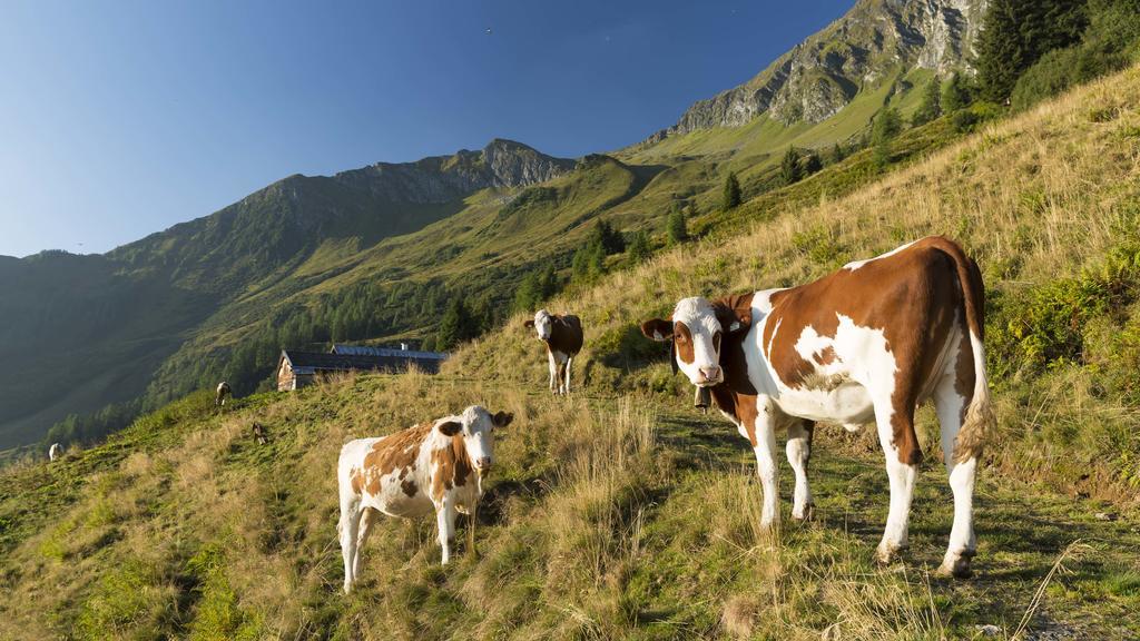 Apartment Bauernhof Thurnummerstall Hollersbach im Pinzgau Kültér fotó